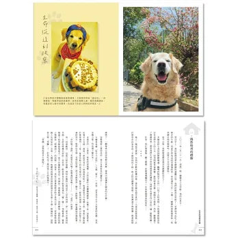 尋回散步時光：與金毛犬聰聰一起成長、漫步小城，直到老去！