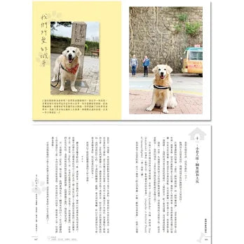 尋回散步時光：與金毛犬聰聰一起成長、漫步小城，直到老去！